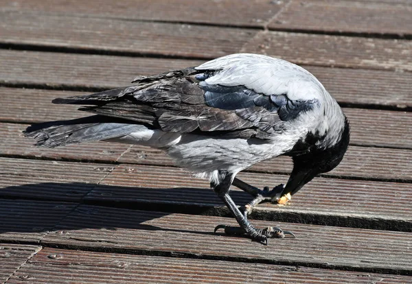 年轻的乌鸦在户外吃面包 — 图库照片