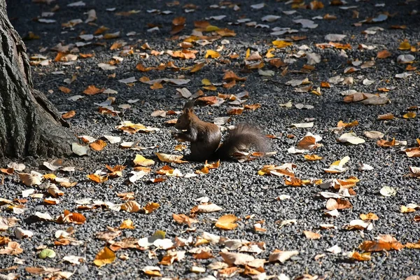 Eichhörnchen frisst Pilz am Waldweg — Stockfoto