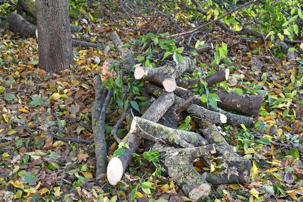 Alberi ritagliati nel bosco in autunno — Foto Stock