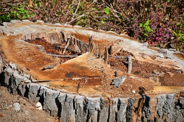 Tronco d'albero ritagliato nel bosco in autunno — Foto Stock