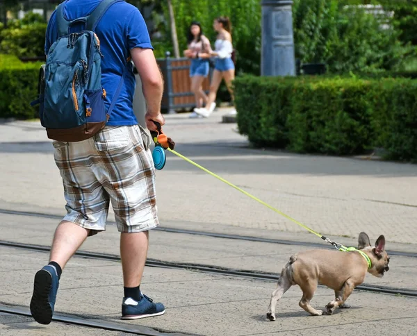 Человек Выгуливает Собаку Городской Улице — стоковое фото
