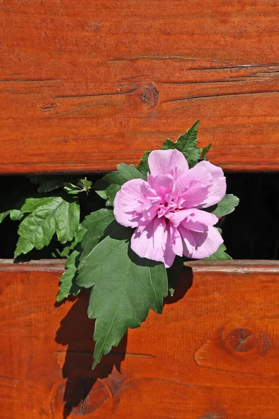 Malva Fiori All Aperto Accanto Una Recinzione Legno — Foto Stock