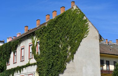 Eski bir binanın duvarına tırmanmak.