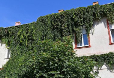 Eski bir binanın duvarına tırmanmak.