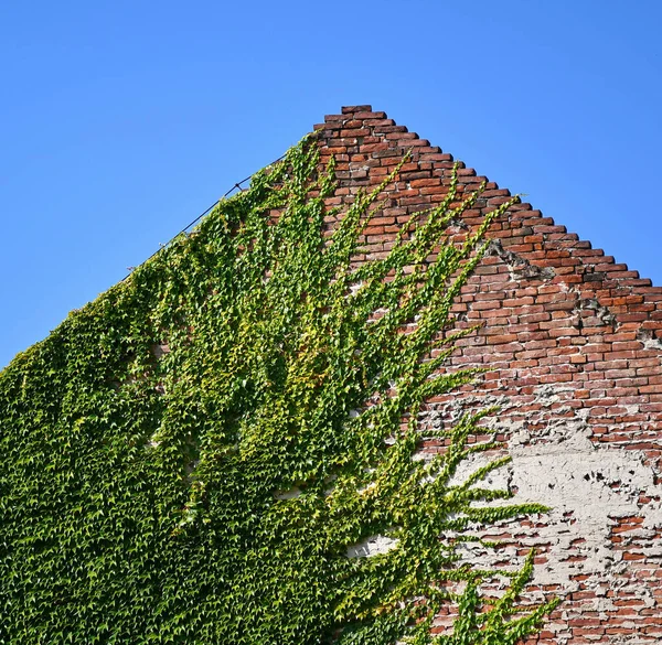 Kletterpflanzen Der Wand Eines Alten Gebäudes — Stockfoto