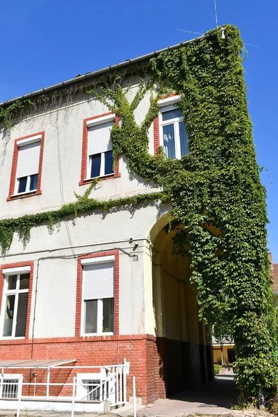 古い建物の壁に植物を登る — ストック写真