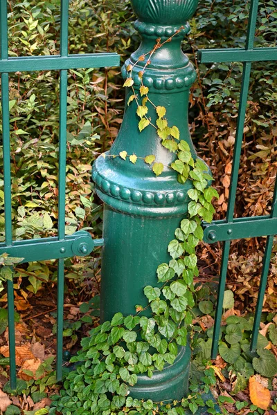 Grüner Metallzaun Mit Kletterpflanzen — Stockfoto