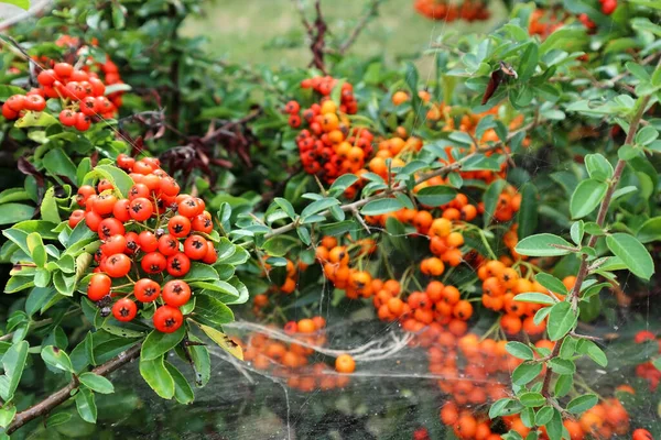 Rote Beeren Des Habichtsfalken — Stockfoto