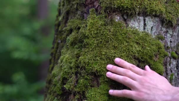 Mão Homem Acaricia Tronco Árvore Coberto Musgo Floresta Close — Vídeo de Stock