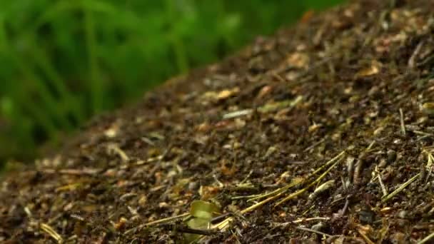 Hormigas Que Viven Gran Hormiguero Bosque Primer Plano Macro — Vídeos de Stock