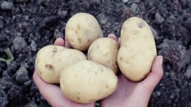 Beyaz kadın bahçıvan ya da çiftçi elinde patates hasadı olduğunu gösteriyor. Yakın çekim, yavaş çekim. Organik tarım kavramı