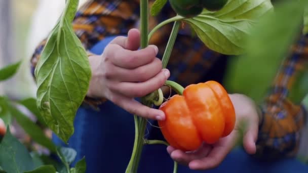 Una Agricultora Toca Gran Pimiento Naranja Invernadero Primer Plano Cámara — Vídeos de Stock