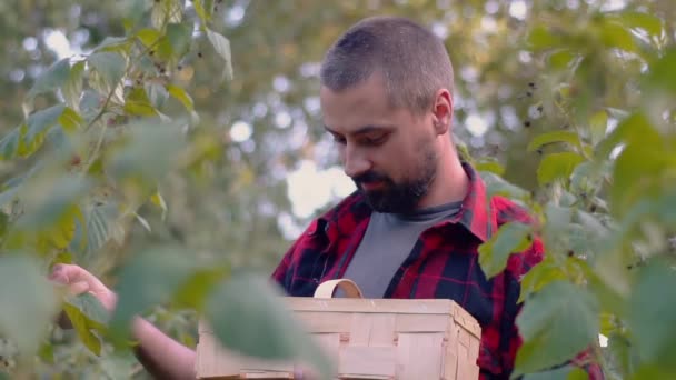 수염을 농부는 라즈베리를 상자에 넣는다 유기농 정원에 라즈베리 — 비디오