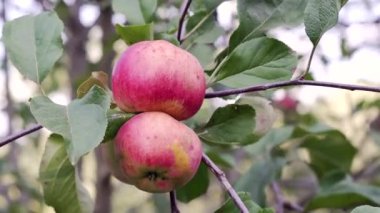 Kırmızı elmalı elma ağacı. Bir dalda kırmızı bir elma yetişiyor. Büyüme, tarım, organik tarım