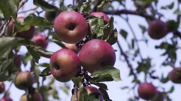Jabłoń Czerwonymi Jabłkami Czerwone Jabłko Rośnie Gałęzi Hodowla Rolnictwo Gospodarstwo — Wideo stockowe