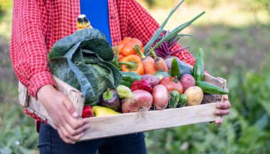 Organik çiftlikte sebze dolu tahta bir kutu tutan çiftçi. Yeşil bahçesinde sandığı olan beyaz bir kadının elleri..
