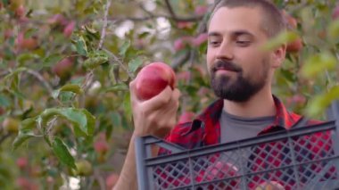Genç sakallı bir bahçıvan bir kutudan bir elma çıkarır ve bir meyve bahçesinin arka planında zevkle yer. Ev ekonomisi çiftliğindeki organik ağaçlar. Yavaş çekim, yakın çekim.