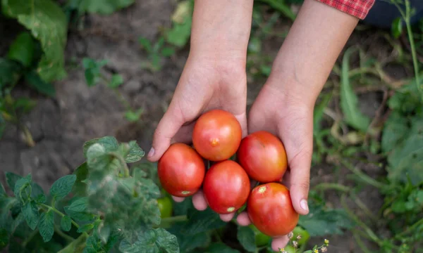 Organic Red Tomatoes Hands Farmer Woman Holds Tomatoes Her Hands — Stock Photo, Image