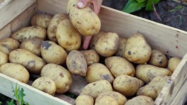 Tahta bir kutuya patates koyan bir çiftçinin elleri. Organik bir eko çiftliğinde patates topluyorum. Yavaş çekim, yakın çekim.