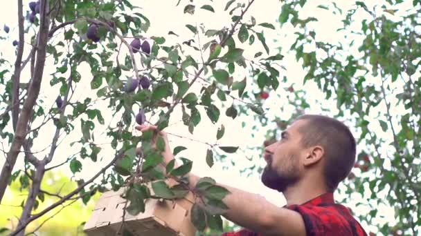 Молодой Кавказский Бородатый Садовник Собирает Сливы Кладет Коробку Сливы Органическом — стоковое видео