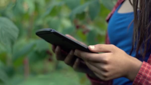 女性農家は畑でタブレットを使用しています 農学者は プランテーションで有機ラズベリーの品質をチェックします スマートファームのコンセプト 近くでゆっくりとした動き — ストック動画