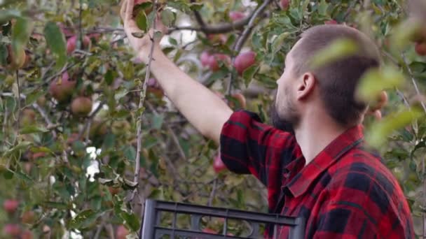 Молодой Бородатый Кавказский Садовник Собирает Яблоки Дерева Помещает Пластиковую Коробку — стоковое видео
