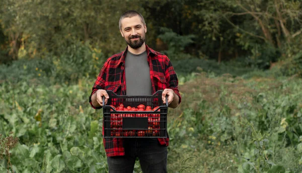 Genç sakallı beyaz çiftçi bir tarlada duruyor ve elinde bir kutu organik eko domates tutuyor.