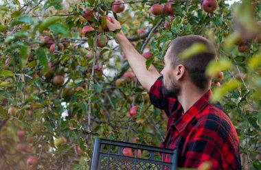Genç, sakallı, beyaz bir bahçıvan ağaçtan elma toplayıp plastik bir kutuya koyar. Çiftçi organik bir bahçede çalışıyor..