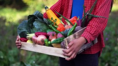 Çiftçi organik çiftlikte sebze dolu tahta bir kutu tutuyor..