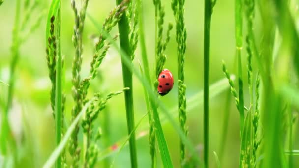 Ladybug Grass Close Red Lady Beatle Field — Stock Video