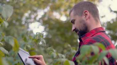 Ahududu tarlasında tablet tutan beyaz sakallı bir çiftçinin portresi. Akıllı organik tarım konsepti. Yavaş çekim