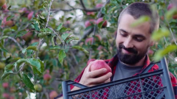 Jardinero Barbudo Saca Una Manzana Una Caja Sonríe Con Telón — Vídeo de stock