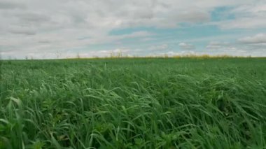 Yazın sahada rüzgar. 4k