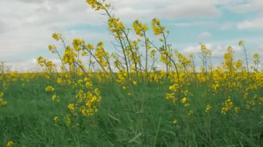 Yazın sahada rüzgar. 4k