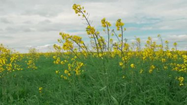 Yazın sahada rüzgar. Yavaş çekim.