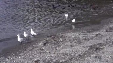 Wakatipu Gölü manzarası, Queenstown, Yeni Zelanda