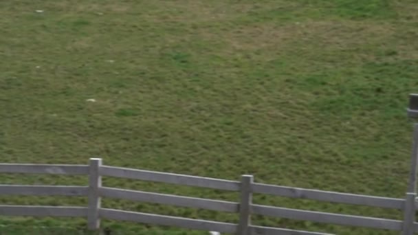 ニュージーランドの南島の農場で羊の群れ — ストック動画