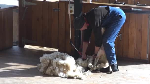 羊の毛を刈る男 — ストック動画
