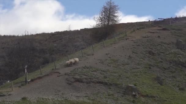 Güney Adası Yeni Zelanda Daki Bir Çiftlikte Koyun Sürüsü — Stok video