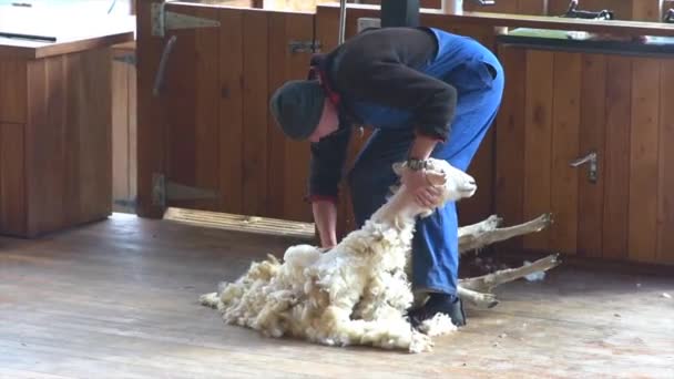 羊の毛を刈る男 — ストック動画