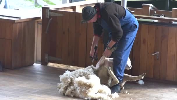 Man Shearing Sheeps Wool — Stock Video