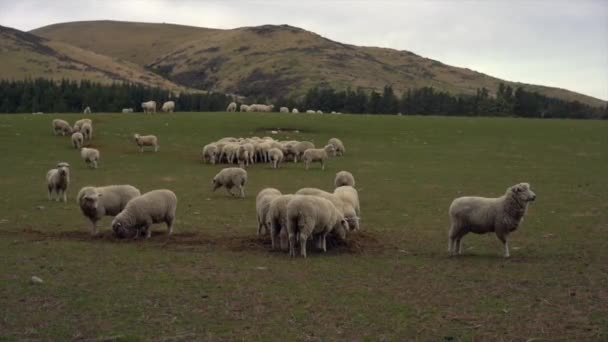 Rebanho Ovelhas Uma Fazenda South Island Nova Zelândia — Vídeo de Stock