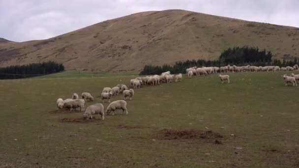 Rebanho Ovelhas Uma Fazenda South Island Nova Zelândia — Vídeo de Stock
