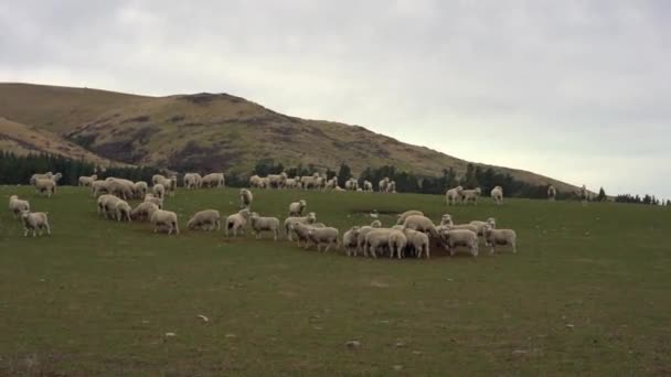 Rebanho Ovelhas Uma Fazenda South Island Nova Zelândia — Vídeo de Stock