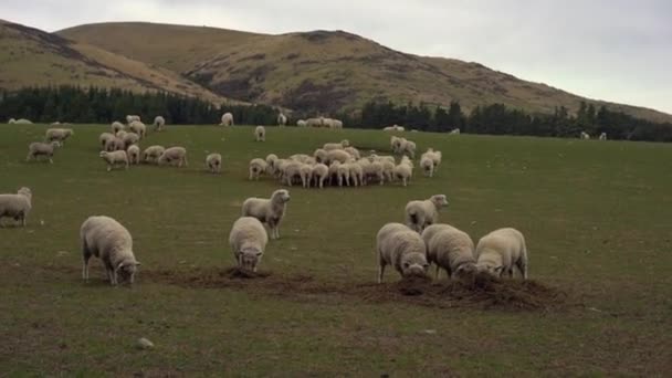 Güney Adası Yeni Zelanda Daki Bir Çiftlikte Koyun Sürüsü — Stok video