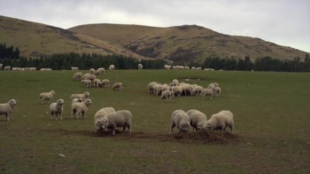 Una Manada Ovejas Una Granja South Island Nueva Zelanda — Vídeo de stock