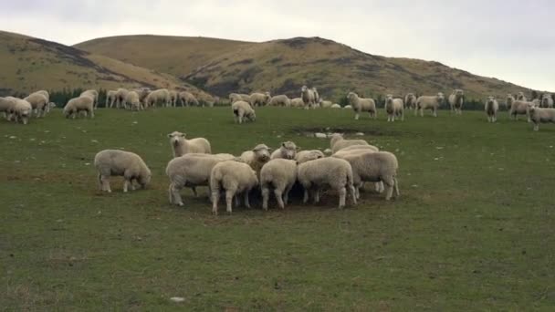 Стадо Овець Фермі Південному Острові Нова Зеландія — стокове відео