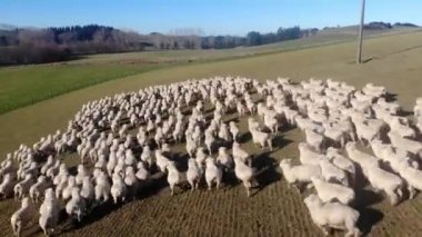 Güney Adası, Yeni Zelanda 'daki bir koyun sürüsünün hava manzarası.