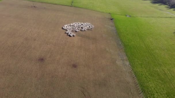 Vista Aérea Una Manada Ovejas Una Granja South Island Nueva — Vídeos de Stock