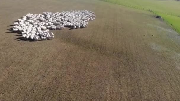 Flygfoto Flock Får Gården Sydön Nya Zeeland — Stockvideo